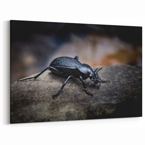 Beetle Wall Art - Nature's Beauty Captured on Canvas, Framed & Acrylic Prints