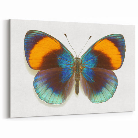 Vibrant Blue & Orange Butterfly Wall Art - Stunning Canvas Print