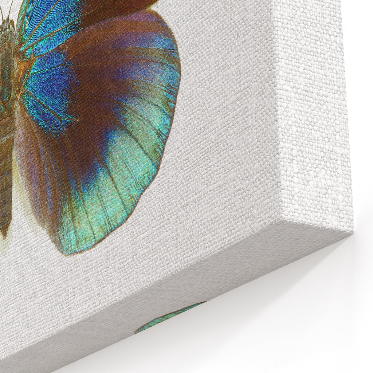 Vibrant Blue & Orange Butterfly Wall Art - Stunning Canvas Print