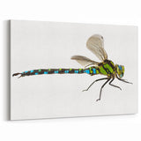Dragonfly Wall Art - Vibrant Nature Close-Up | Dragonfly Canvas Print
