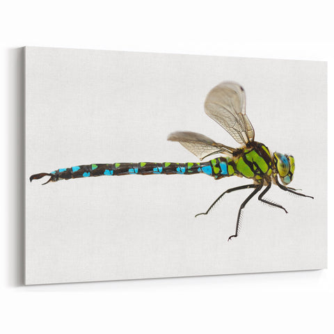 Dragonfly Wall Art - Vibrant Nature Close-Up | Dragonfly Canvas Print