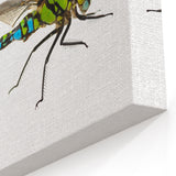 Dragonfly Wall Art - Vibrant Nature Close-Up | Dragonfly Canvas Print