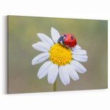 Ladybug Wall Art on Daisy Flower - Cute Ladybug Canvas & Framed Prints