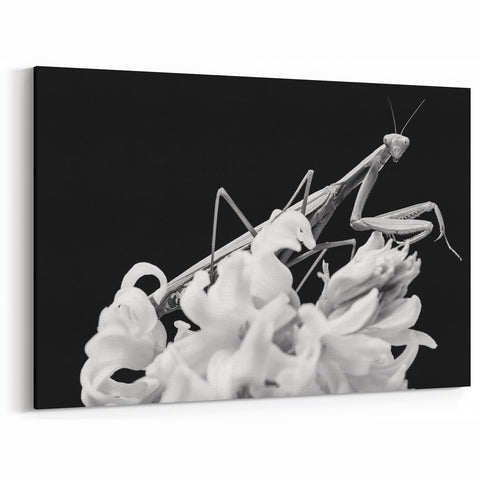Praying Mantis Art - Black & White Canvas Print for Nature Wall Decor