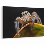 Spider Wall Art - Intricate Arachnid Design on Canvas & Acrylic Glass