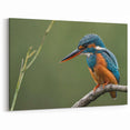 Serene Kingfisher Wall Art - Natural Tropical Bird Canvas Print - Framed Art