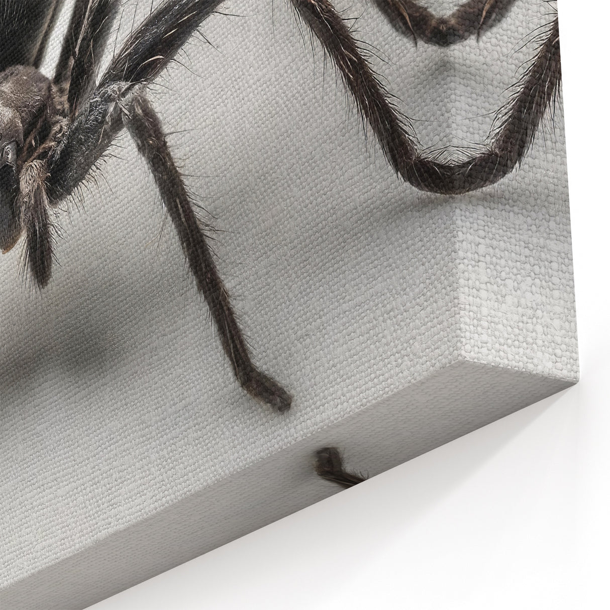 Black Spider Art - Striking Arachnid Wall Decor - Canvas & Framed Prints