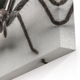 Black Spider Art - Striking Arachnid Wall Decor - Canvas & Framed Prints