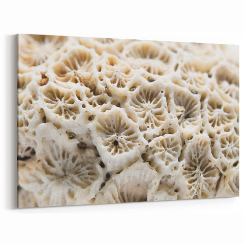 Coral Wall Art - Stunning Marine Life Coral Canvas Print & Framed Art