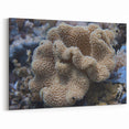 Coral Wall Art - Detailed Marine Life Coral Canvas Print & Framed Art