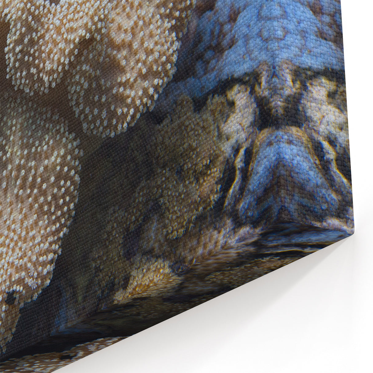 Coral Wall Art - Detailed Marine Life Coral Canvas Print & Framed Art