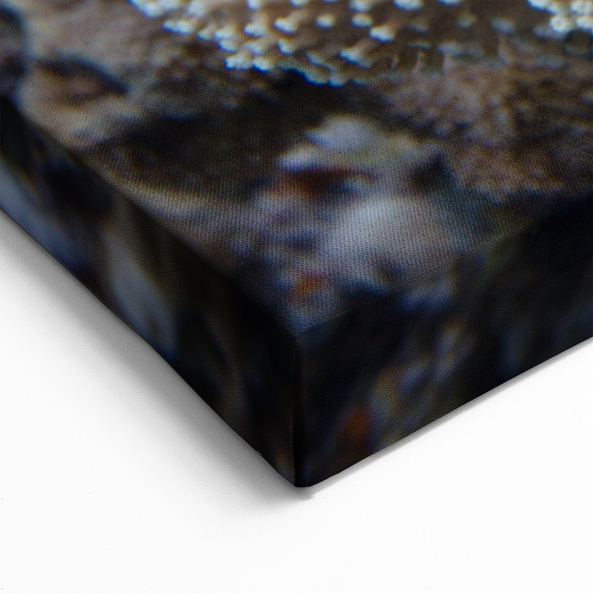 Coral Wall Art - Detailed Marine Life Coral Canvas Print & Framed Art