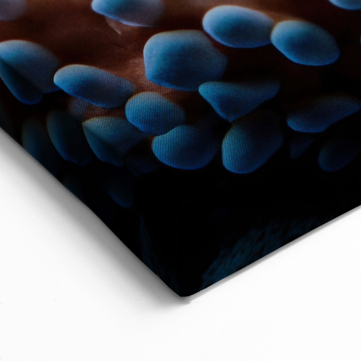 Coral and Starfish Wall Art - Ocean Life Canvas Print - Underwater Decor