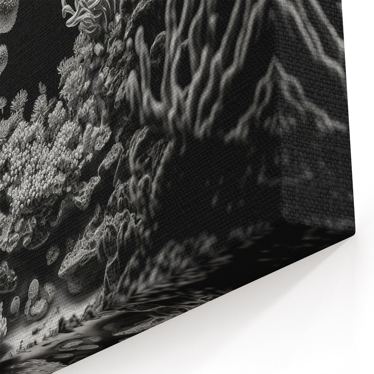 Coral Wall Art - Black and White Coral Canvas Print & Framed Art Decor