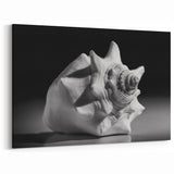 Coral Wall Art - Monochrome Seashell Canvas Print & Framed Art Decor