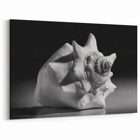 Coral Wall Art - Monochrome Seashell Canvas Print & Framed Art Decor
