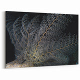 Coral Wall Art - Intricate Black Coral Canvas Print & Framed Art Decor