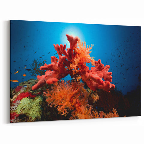 Coral Wall Art - Vibrant Red Coral Canvas Print & Framed Art Decor