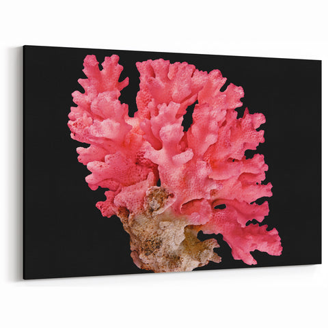 Vibrant Pink Coral Wall Art - Marine Life Canvas Print