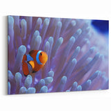 Clownfish & Coral Wall Art - Vibrant Marine Life Canvas & Framed Print