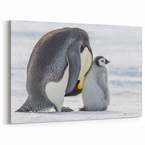 Adorable Penguin Wall Art - Cute Penguin Framed Art & Canvas Print Decor