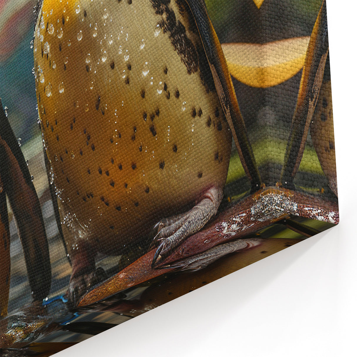 Penguin Wall Art - Vibrant Wildlife Photography Canvas Print Decor