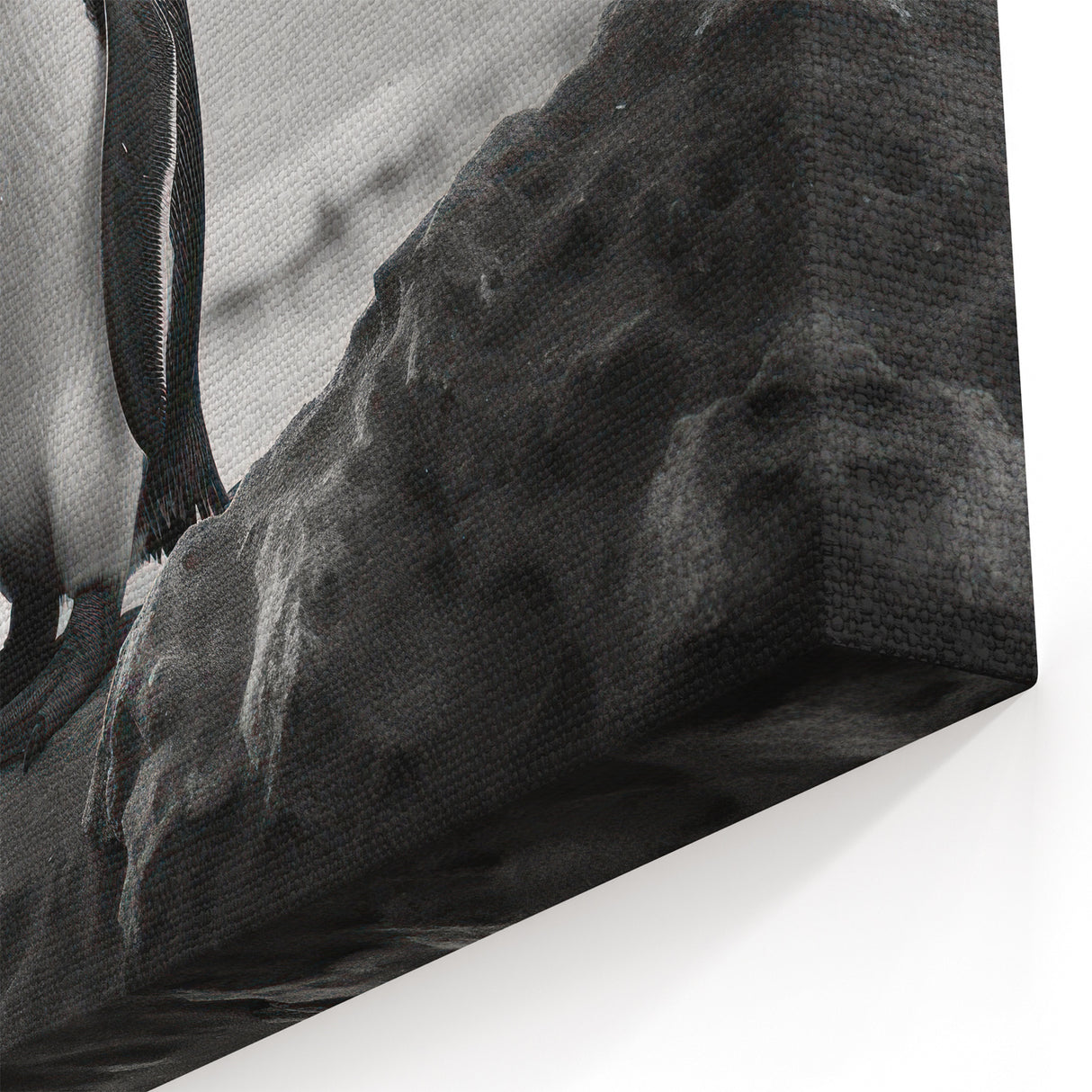 Penguin Wall Art - Black & White Family Photography Canvas Print Decor