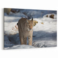 Majestic Lynx Wall Art – Wildlife Canvas Print for Nature Lovers