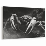 Crab Framed Art - Dramatic Black and White Marine Life Wall Decor