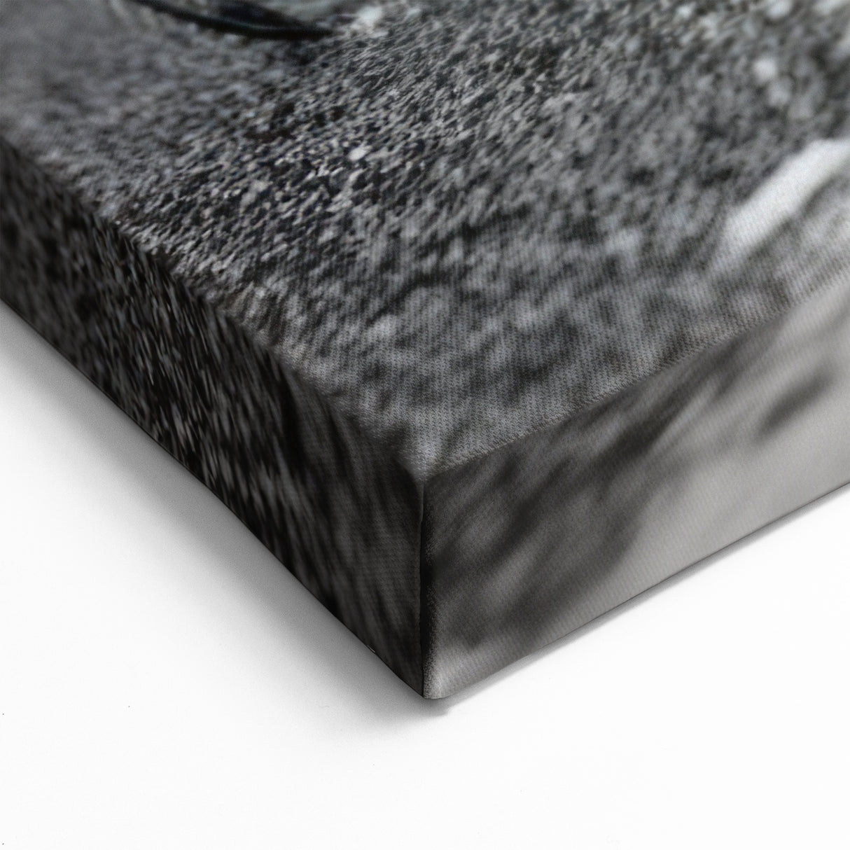 Crab Wall Art - Dramatic Black and White Marine Life Print for Home Decor