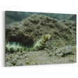Vibrant Eel Wall Art - Underwater Marine Life Canvas & Framed Prints