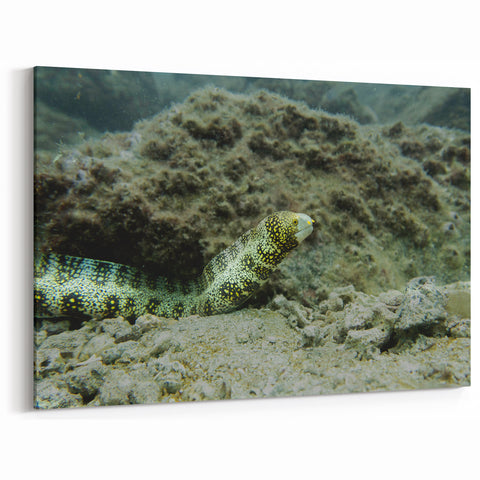 Vibrant Eel Wall Art - Underwater Marine Life Canvas & Framed Prints