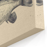 Vintage Fish Illustration Wall Art - Canvas, Framed & Acrylic Prints