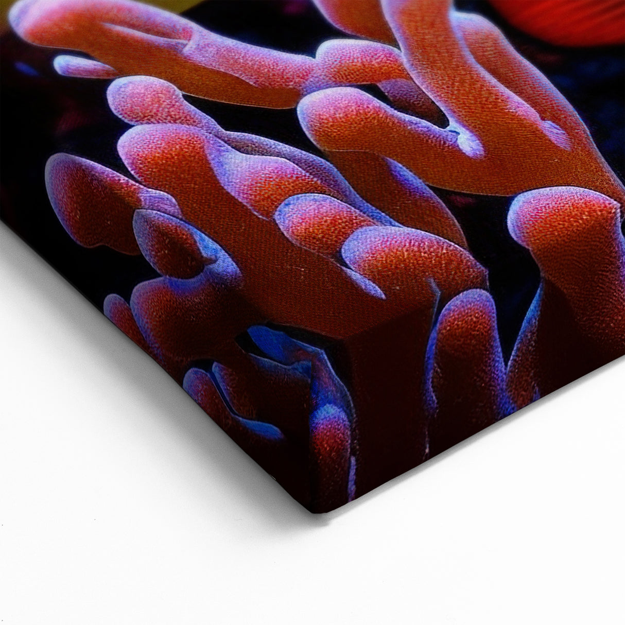Colorful Coral Reef Fish Wall Art - Canvas, Framed & Acrylic Prints