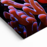 Colorful Coral Reef Fish Wall Art - Canvas, Framed & Acrylic Prints