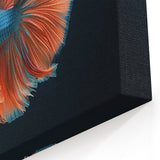 Vibrant Marine Betta Fish Wall Art - Canvas, Framed & Acrylic Prints