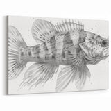 Detailed Fish Illustration Wall Art - Canvas, Framed & Acrylic Prints