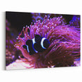 Black and White Clownfish Wall Art - Canvas, Framed & Acrylic Prints