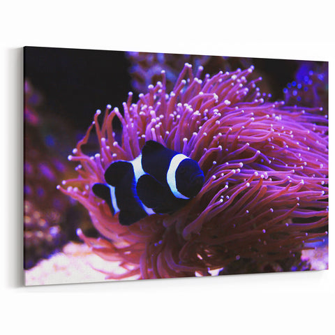 Black and White Clownfish Wall Art - Canvas, Framed & Acrylic Prints