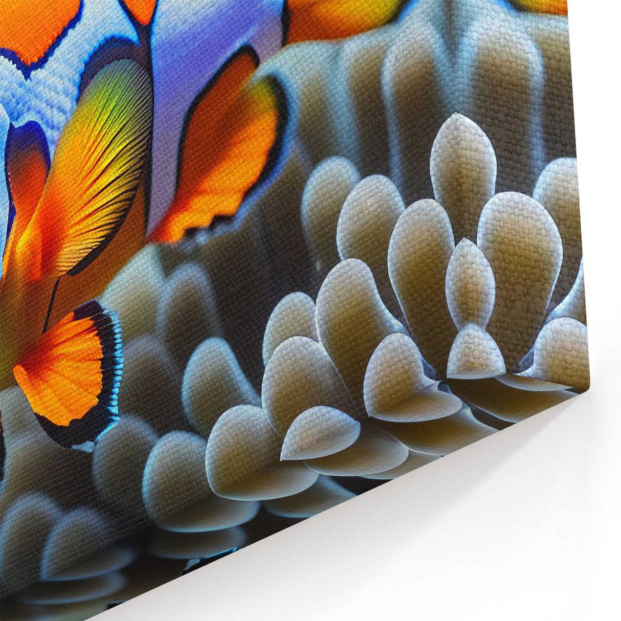 Vibrant Clownfish Wall Art - Canvas, Framed & Acrylic Prints