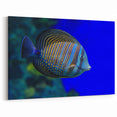 Vivid Fish Wall Art - Striped Surgeonfish Canvas Print - Ocean Decor