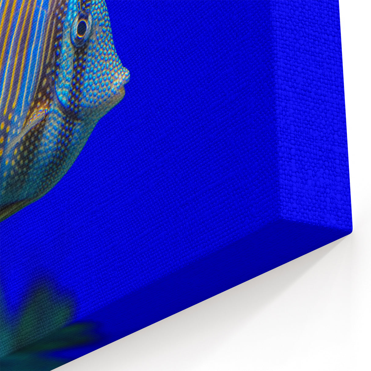 Vivid Fish Wall Art - Striped Surgeonfish Canvas Print - Ocean Decor