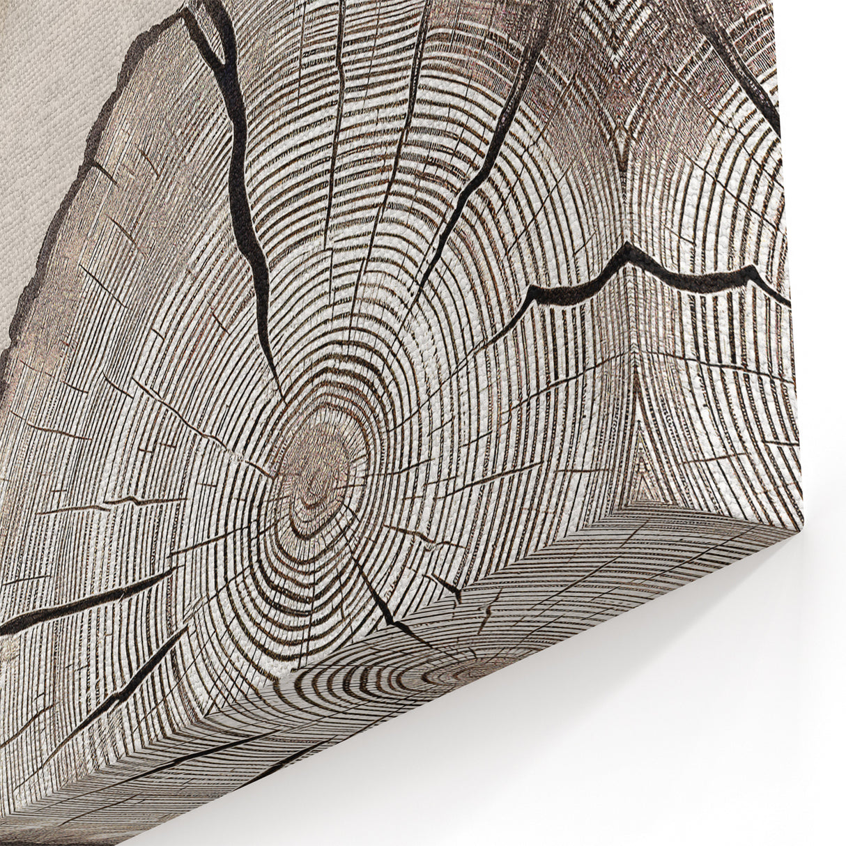 Feather & Tree Rings Art - Rustic Nature-Inspired Canvas Print