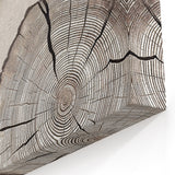 Feather & Tree Rings Art - Rustic Nature-Inspired Canvas Print