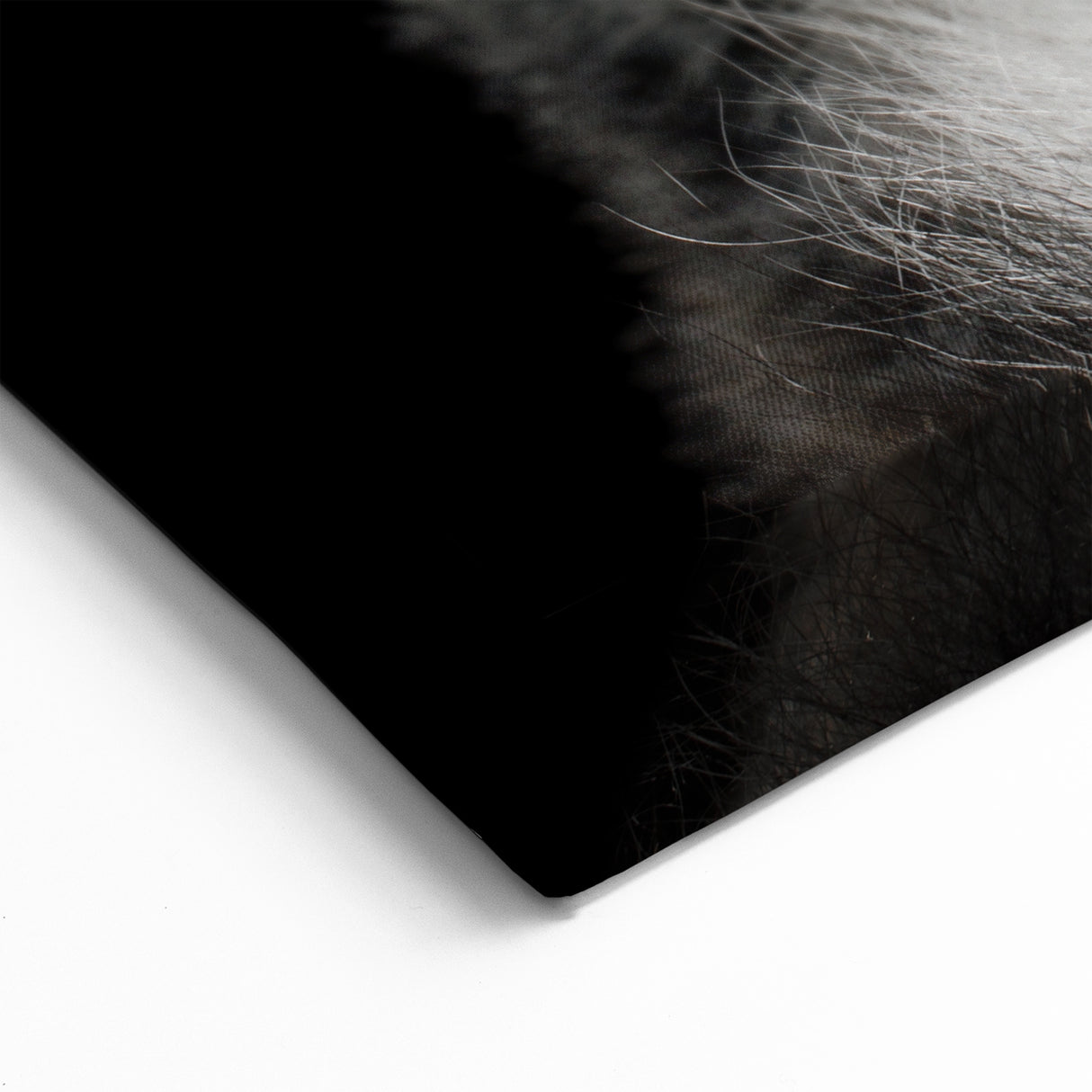 Lemur Wall Art - Exotic Animal Canvas Print