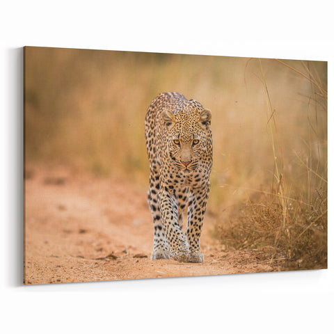 Majestic Leopard Wall Art - Exotic Leopard Canvas Print
