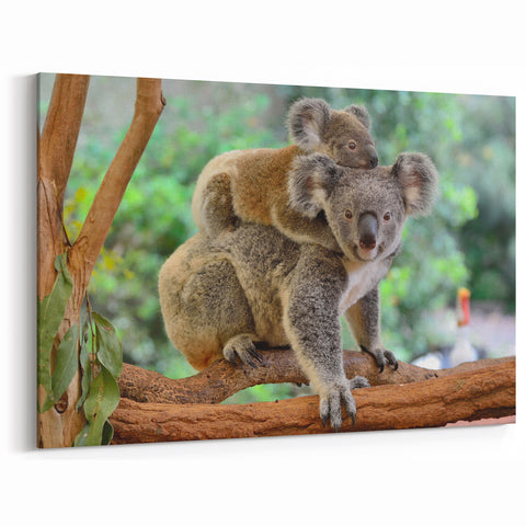 Koala Canvas Print - Adorable Mother and Baby Wildlife Wall Art Decor