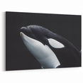 Striking Orca Wall Art - Black and White Ocean Life Canvas & Print Decor