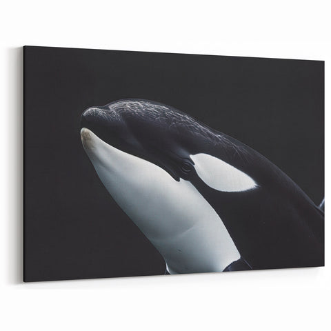 Striking Orca Wall Art - Black and White Ocean Life Canvas & Print Decor