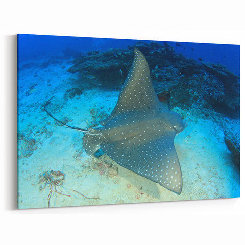 Elegant Ray Wall Art - Stunning Marine Life Canvas & Framed Prints